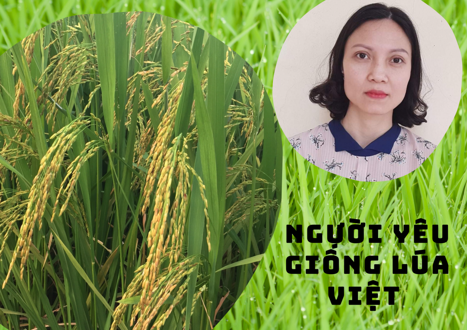 Người yêu giống lúa Việt